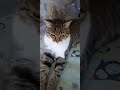 😾 auf 🛵 🤩 Kargicak bei Alanya Türkei 🇹🇷 Mittwoch, 27. Mai 2026