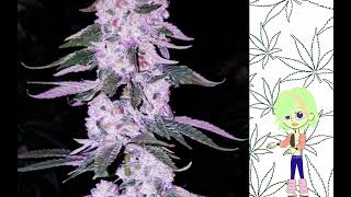 Full Ethos Hash Plant   Ethos Genetics News