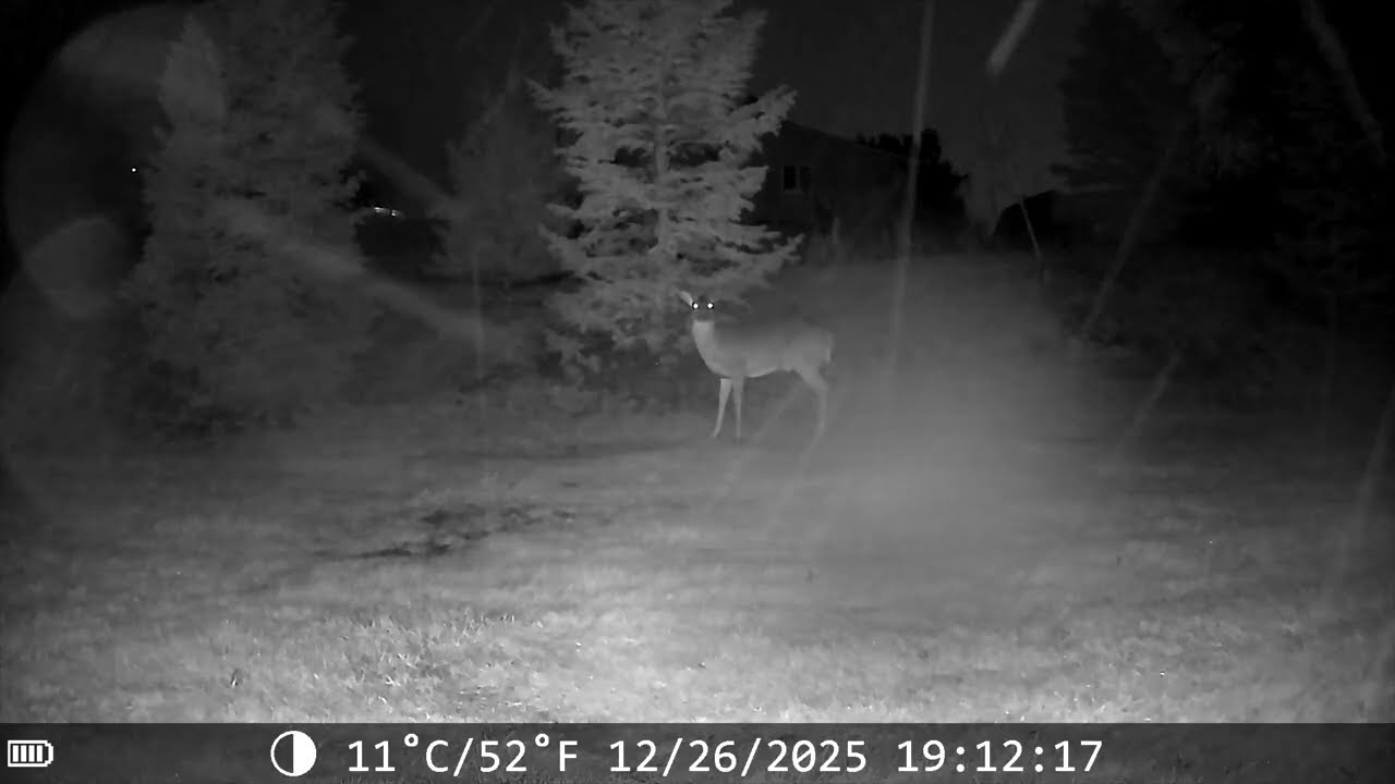 Backyard Bucks - Trailcam - Volume 1 (Raccoon, Possum, Rabbit, Does, Bucks)