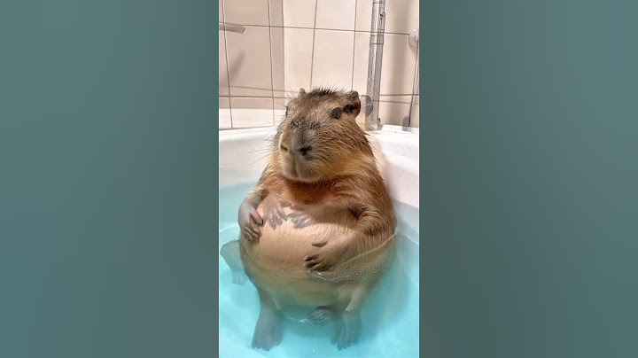The capybara is enjoying its bath time again 🦫🛁😊