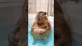 The capybara is enjoying its bath time again 🦫🛁😊