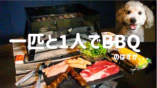 🐶犬とBBQをしようとしたが。。。【トイプードルのグリィ】【dog】【toy poodle】