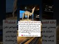 ناقة الرسول التي ماتت من الحزن بعد وفاته القصة الكاملة لناقة القصواء العجيبة 
