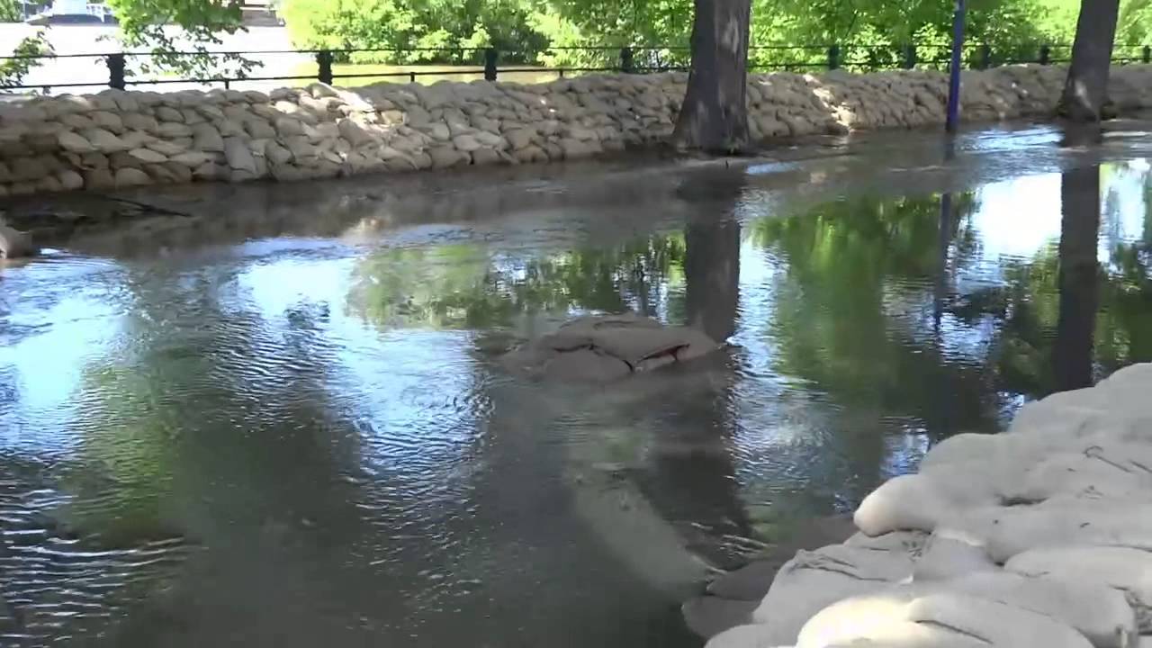 Hochwasser Elbe Magdeburg Werder Zollstrasse Uberschwemmung 07 06 13 Youtube