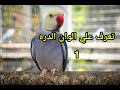 الوان ببغاء الدرة الهندي | الجزء الاول