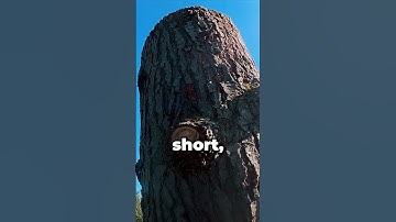 Waarom vierkante grondketting helpt bij het zagen van grote bomen #korte #kettingzaag #boomverzor...