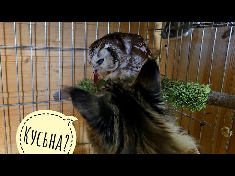 Кошка Морошка не