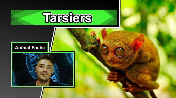 Cute but strange... | 10 COOL TARSIER FACTS