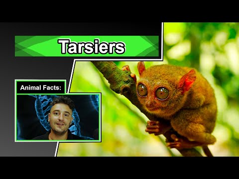 Video: Philippine tarsier: sự thật thú vị, ảnh