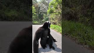What is this mischievous wild gibbon screaming so wildly about?