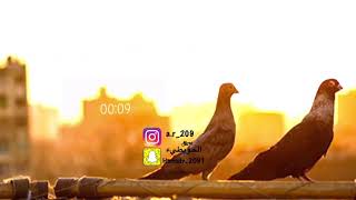Mp3 تحميل اغنيه اغنيه حمامي ياللي بالغصون اغنيه حمامي ياللي مسرعه أغنية تحميل موسيقى