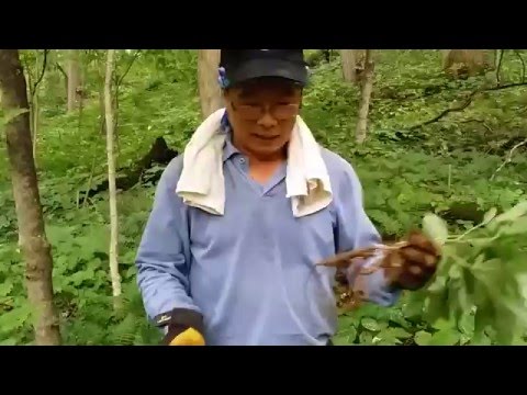 Video: ¿Cómo se cultivan las raíces de ginseng?