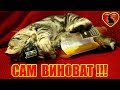 Во Вредных Привычках Кошки Виноват Хозяин! Как Отучить Кошку От Вредных Привычек?