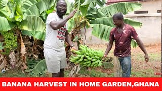 Harvesting Banana And Growing New Crops In Our Garden In Kumasi, Ghana