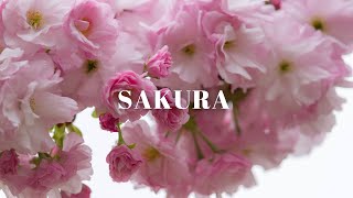 Sakura At Gardens By The Bay Singapore Cherry Blossoms Flower Dome