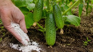 Just 1 TSP and cucumbers will produce like CRAZY: Natural top dressing for record yields!