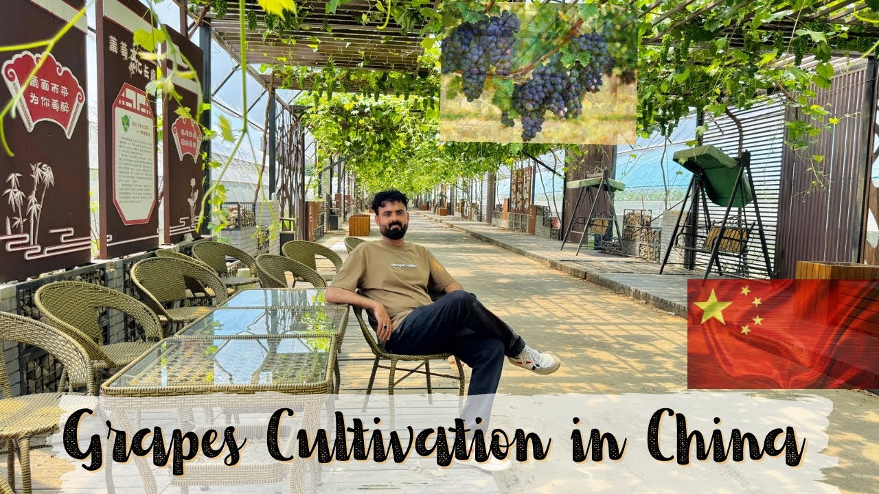 Grapes Cultivation in China | High Efficiency Irrigation |