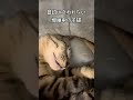 爆睡中の人馴れ🆖子猫が気づいて爆発❕😵#Shorts #保護猫 #威嚇