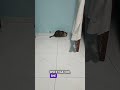 My Cat Yuii the Investigator 🕵️🐱