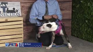 Pet Connection Olive 5-22-23