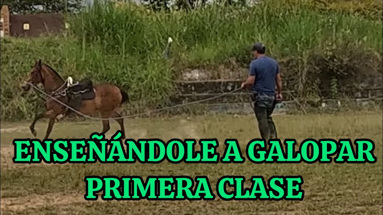 Учим его галопу первого класса