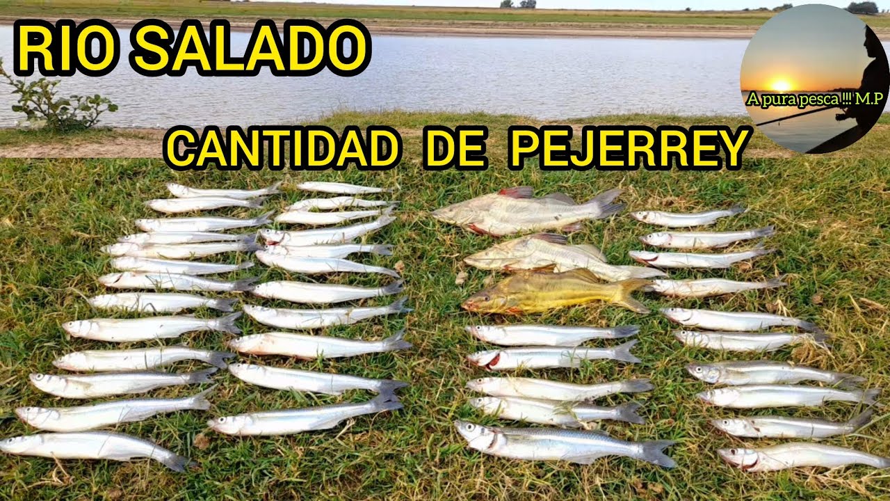 Pejerreyes en el rio salado/Pesca de costa /mucho pique de pejerrey