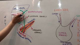 Şi̇freli̇ Si̇ndi̇ri̇m Enzi̇mleri̇- Water Kabarcığı Koledok Ve Wirsung Kanalları