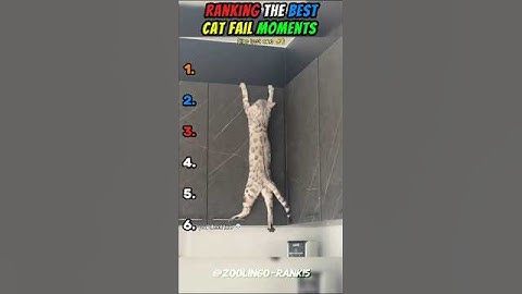 Ranking The Best Cat Fail Momentsn! (part 5) 🤣 #shorts