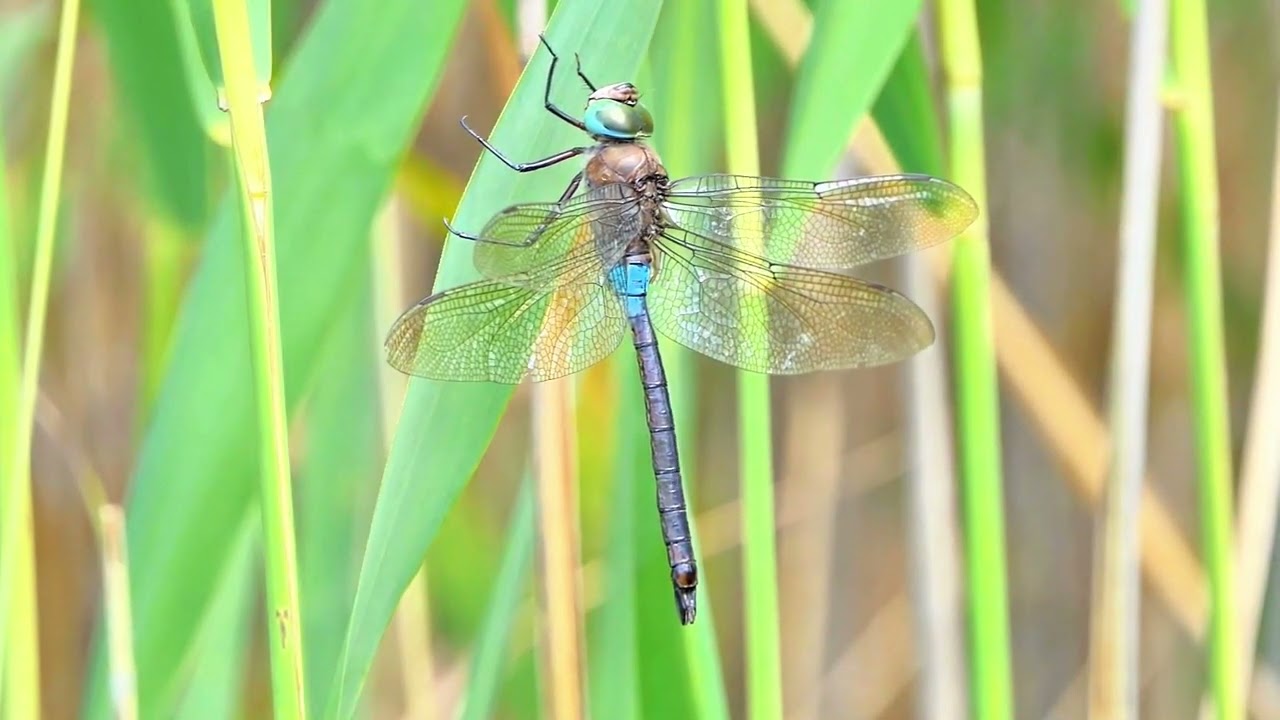 KLEINE KÖNIGSLIBELLE AM ALTEN KANAL