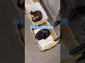 ネコと子ネコとおじさん　みちのく深沢温泉のママニャン＆黒赤ニャンズ　#shorts #cat #猫のいる暮らし #kitty #blackcat #赤ニャン #黒猫