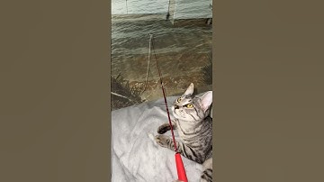 A cat on a fishing trip / Кот на рыбалке 🎣 #kitty #electricfish #cattoys