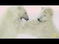 Bears in the Wild: Power, Speed & Survival | MEGA Episode | Nat Geo Animals