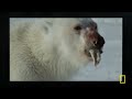 Bears in the Wild: Power, Speed & Survival | MEGA Episode | Nat Geo Animals