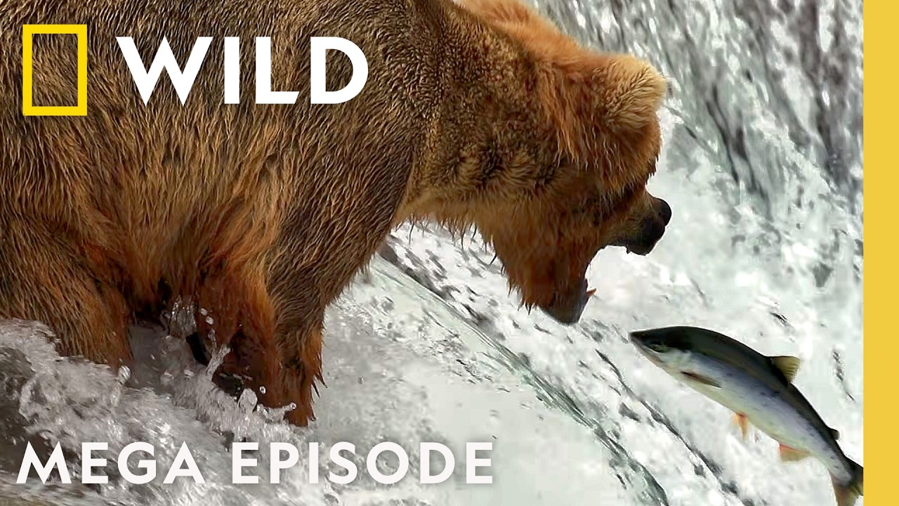 Bears in Their Natural Habitat: Strength, Agility, and Survival | Mega Episode | National Geographic Animals – Documentary