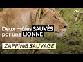 Deux mâles sauvés par une lionne - ZAPPING SAUVAGE