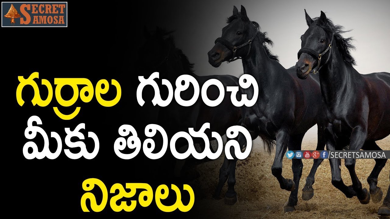 గుర్రాల గురించి మీకు తిలియని నిజాలు Unknown Facts About Horses In