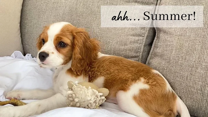 PUPPY'S PEACEFUL SUMMER DAY! | Cavapoo Puppy Day i...