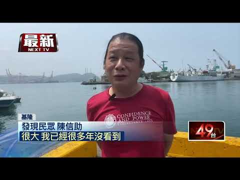 睽違10年！ 超萌「黃色小鴨」短暫現身基隆港 引民眾搶拍