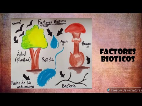 como dibujar los factores bioticos de la naturaleza, facil y sencillo. -  thptnganamst.edu.vn