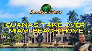 Miami Beach Home Iguanas Infested