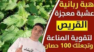 تجربتي مع زيت القريص وعشبه القريص في علاج هذه الأمراض المجرب التداويStinging Nettle