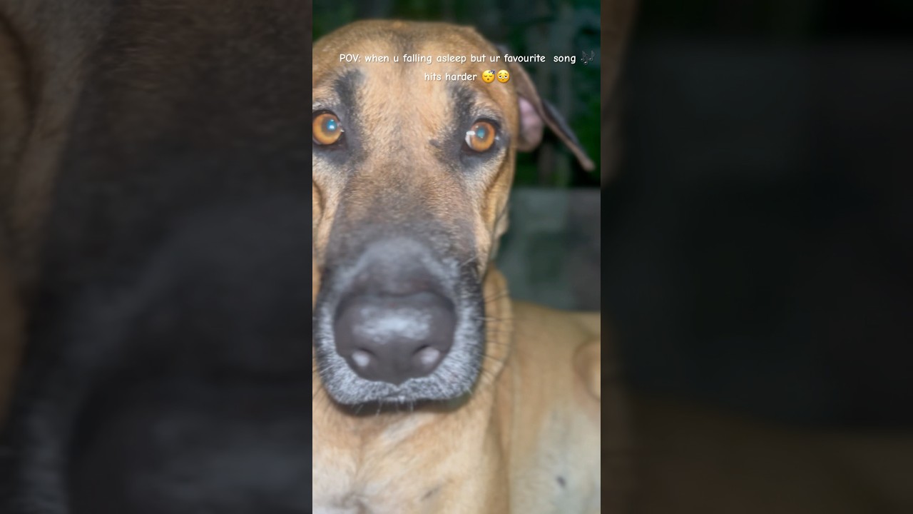 Can sleep be postponed? 🫩😴 