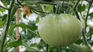 🍅Tomato Greenhouse Routine in Ireland