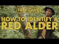 Red Alder - How to Identify Them!  || Nerdy About Nature Tree Guide
