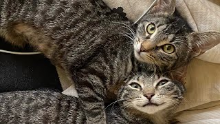 Socializing a spicy kitten (Huey + Lewis) by Flatbush Cats 295,813 views 6 months ago 5 minutes, 19 seconds