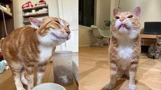 Funny Moments of Cats | Funny Video Compilation - Synth Groove #62 by Synth Groove 1,251 views 3 weeks ago 19 minutes