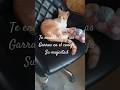 Su majestad  se sorprendió  #cat #gatos  # shorts
