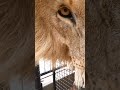 Moving LIONS to a New Camp #wildlife #lion #cat