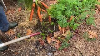 Harvesting \& Storing Carrots