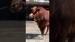 Keponakan Wariso Di Kandang Setia Farm Ganteng Banget shorts  artis cow sapi sapiviral
